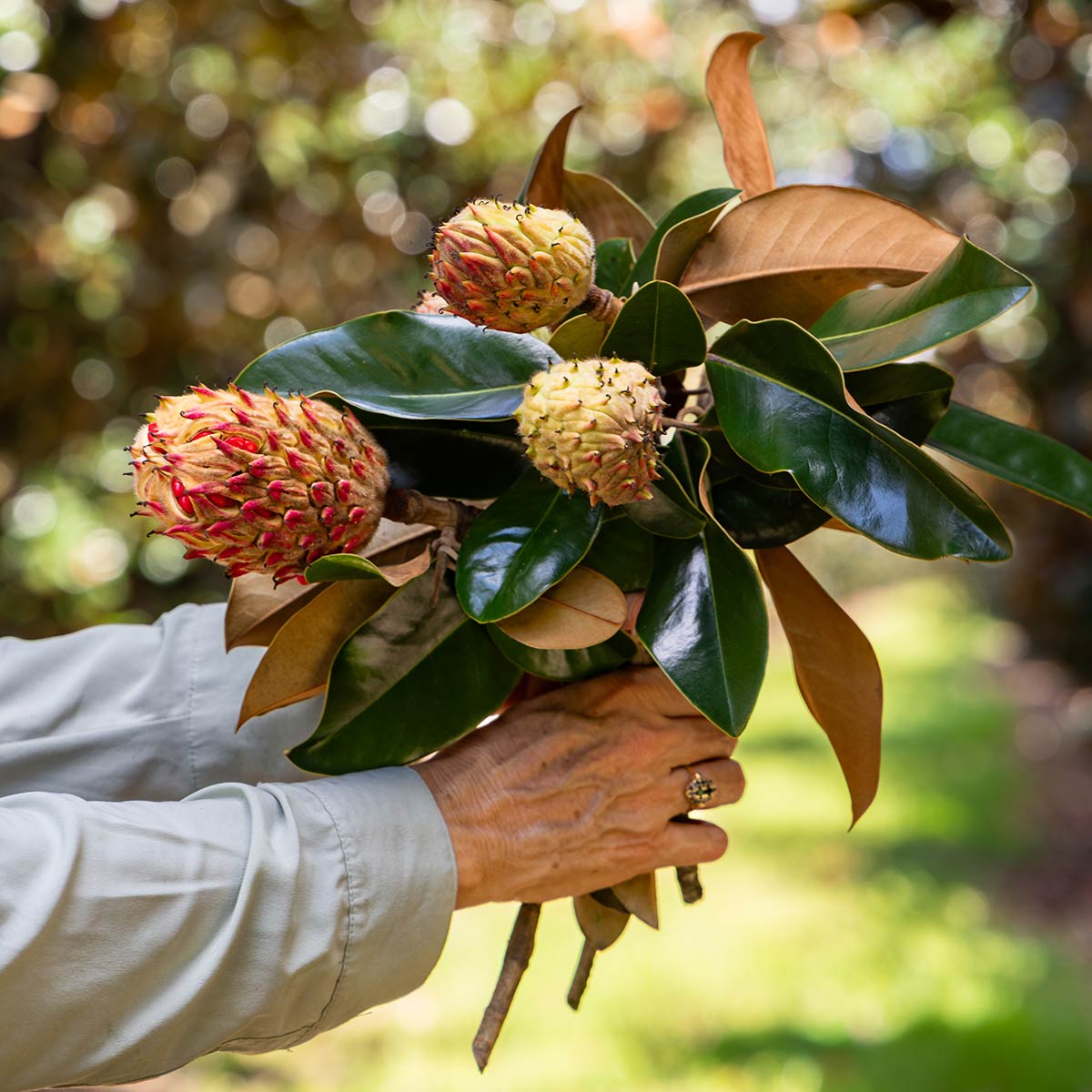 Magnolia Pods