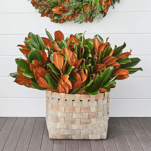 Designer Magnolia Bunches 18-24" (75 Stems)