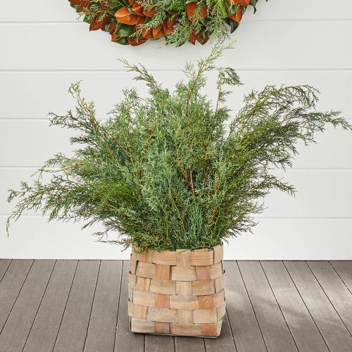 Carolina Sapphire Bunches 24-32" (75 Stems)