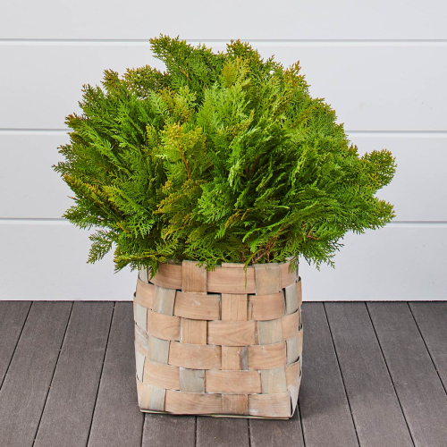 Golden Cedar Bunches 12-18" (75 Stems)